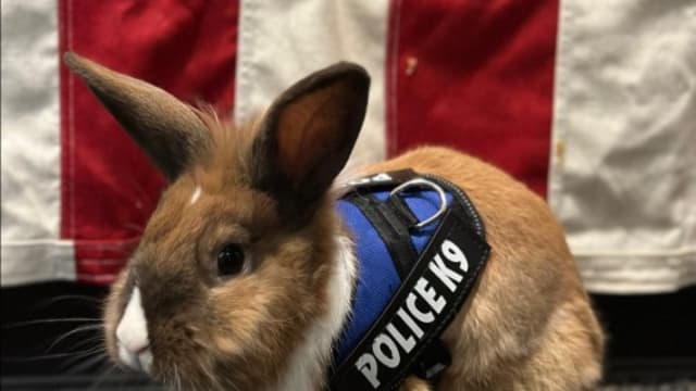 美国北加州兔子警官获擢升 助警员舒解压力