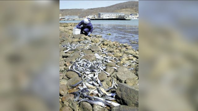 北海道海岸出现大量沙丁鱼尸体 政府已回收1400公斤