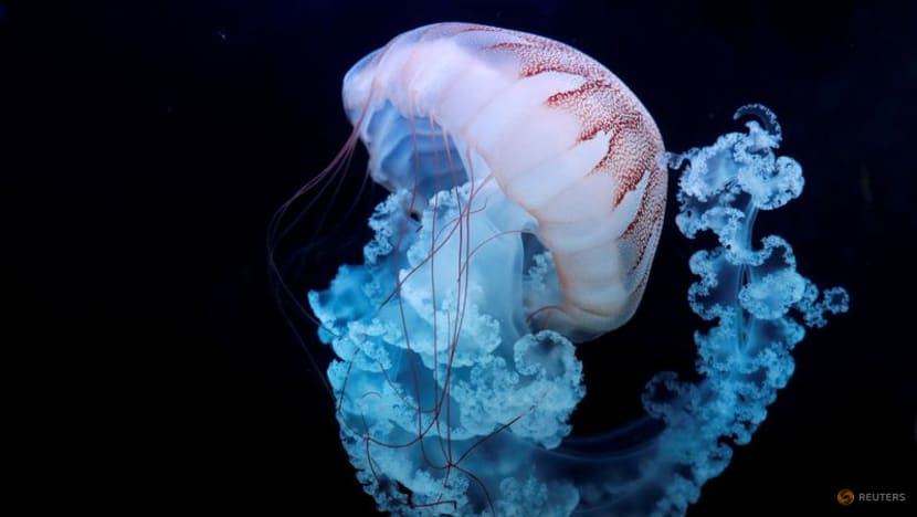 Scientists find clues to what makes 'immortal jellyfish' immortal Scientists find clues to what makes 'immortal jellyfish' immortal