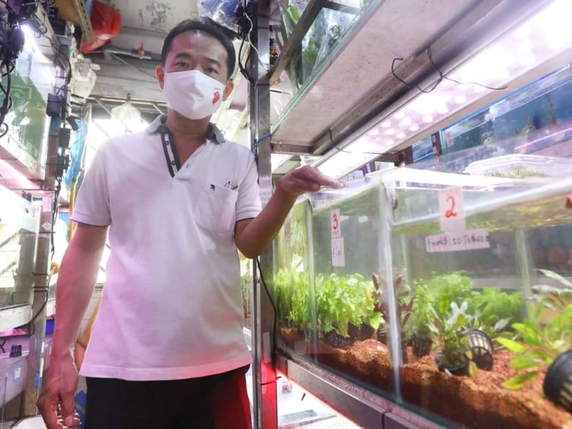 Mr Jason Toh, owner of That Aquarium, said that more younger people have taken up aquascaping after stay-home curbs ended in June. Mr Jason Toh, owner of That Aquarium, said that more younger people have taken up aquascaping after stay-home curbs ended in June.