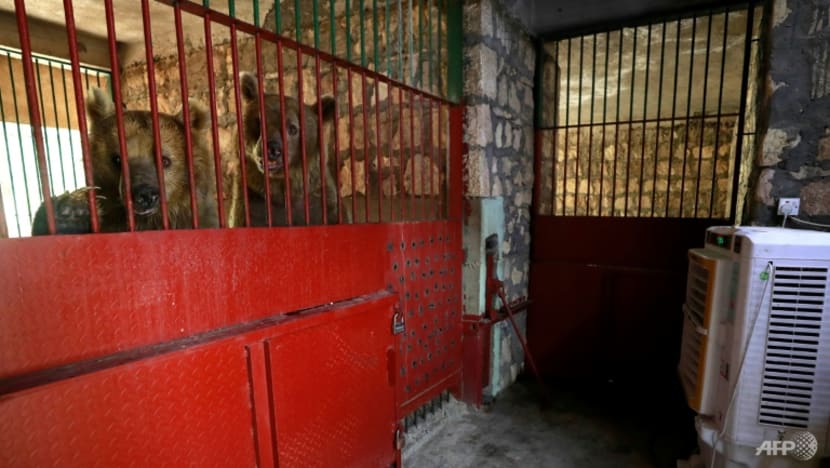 Baghdad zoo animals suffer as mercury hits 50 degrees Celsius
