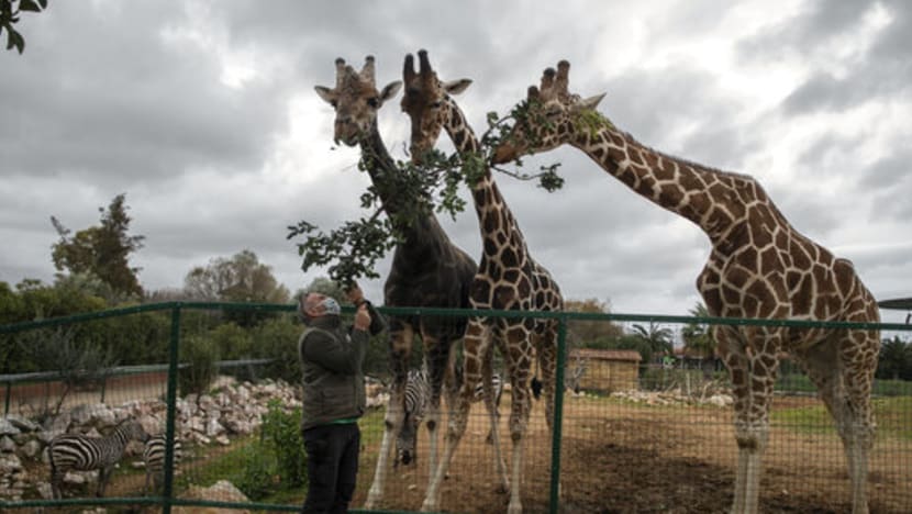 No income, 2,000 mouths to feed: COVID-19 lockdown squeezes Greek zoo