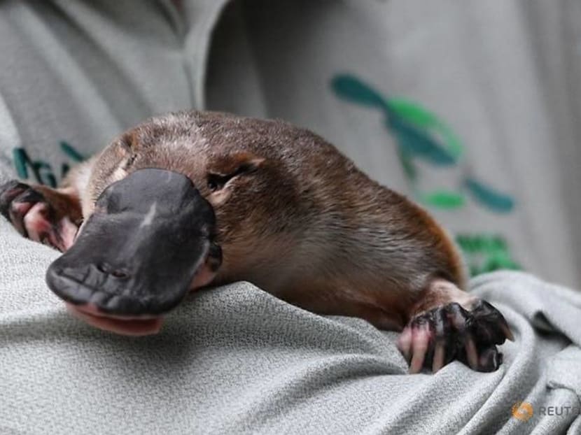 Australia building world's first platypus sanctuary Australia building world's first platypus sanctuary