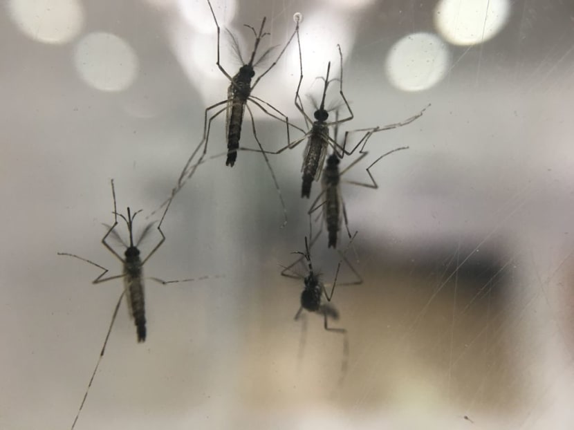 File photo of Wolbachia mosquitoes. Photo: NEA.