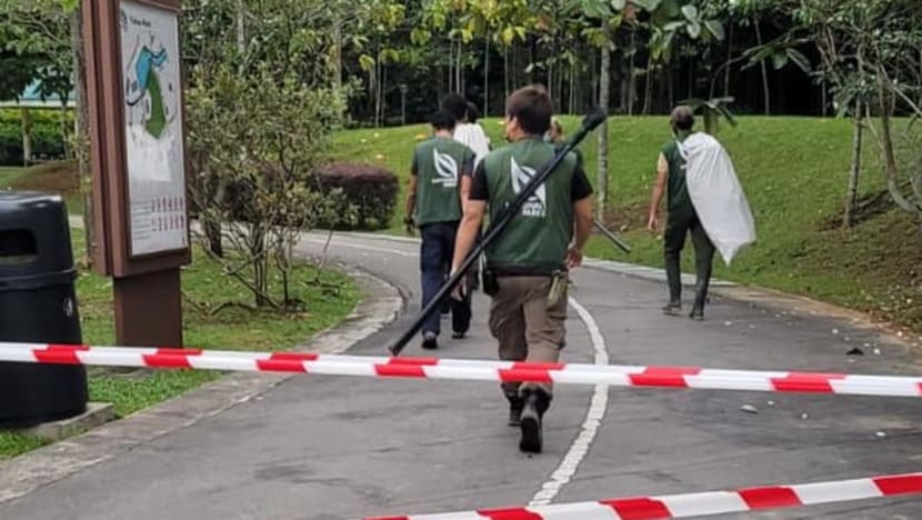 Person taken to hospital after wild boar incident in Yishun Person taken to hospital after wild boar incident in Yishun