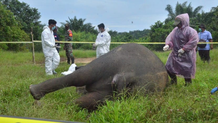 Indonesia arrests five in decapitated elephant case