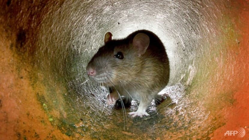 Kidneys grown in rats could pave way for human transplant options Kidneys grown in rats could pave way for human transplant options