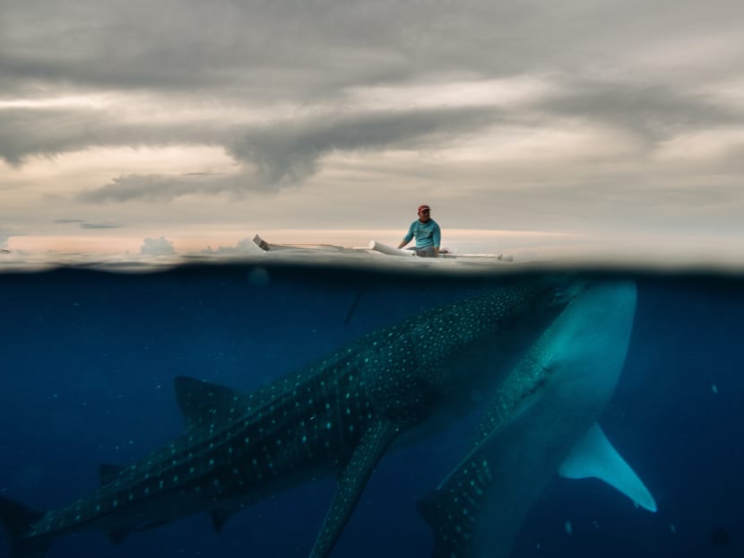 A fisherman feeds whale sharks in the waters around Tan-Awan, a small town in Cebu Province in the Philippines, in September 2021.
