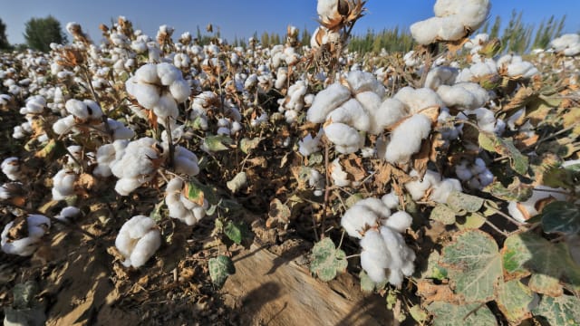 瑞士良好棉花发展协会撤下“抵制中国新疆棉花”声明