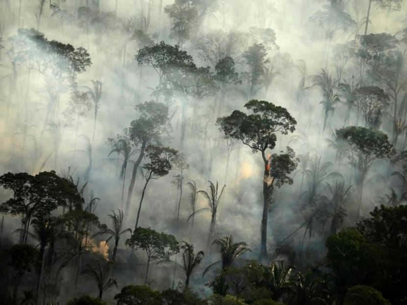 Football pitch of rainforest destroyed every six seconds: Study