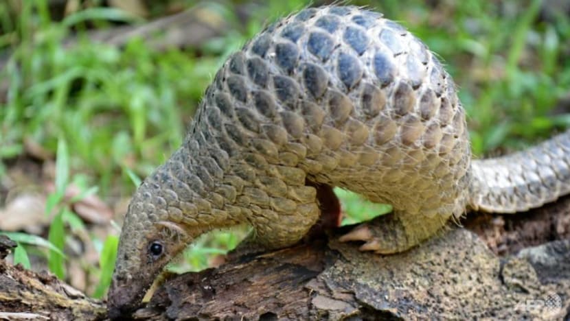 Man fined for picking up pangolin and placing it in another reservoir for 'safety' from ants