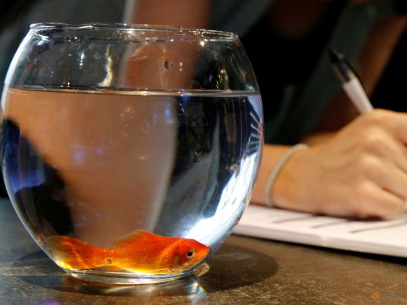 French pet care firm stops selling fish bowls - they drive fish mad French pet care firm stops selling fish bowls - they drive fish mad