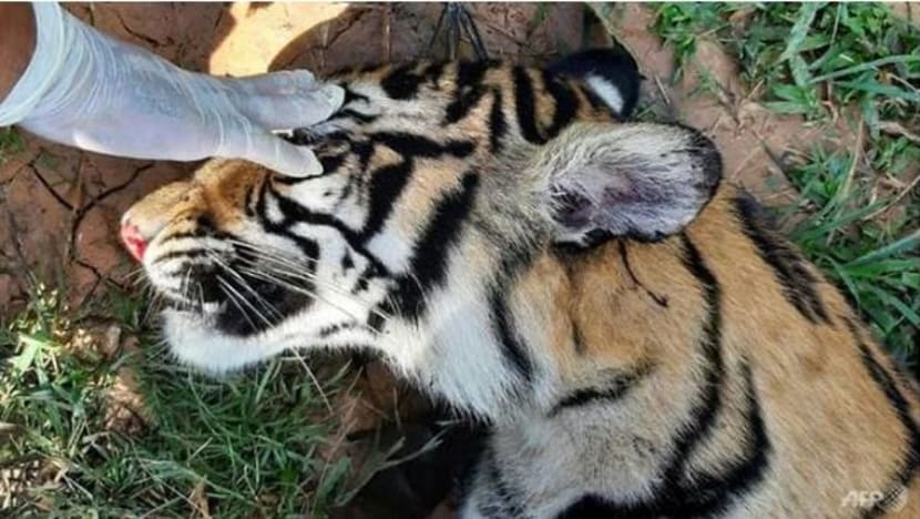 Indonesia lapor kematian 1 lagi harimau Sumatera disyaki diracun