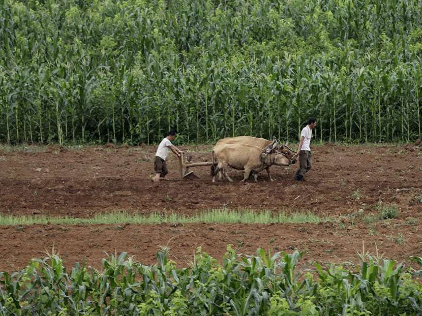 North Korean farmers at work as their country faces its worst drought since 2001. Photo: AP