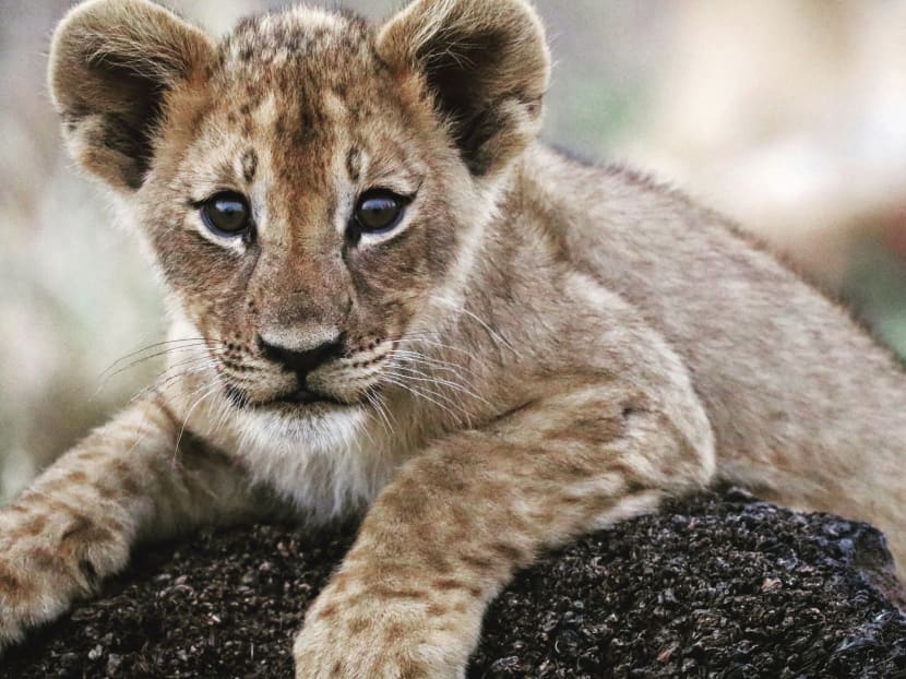 In this photo supplied by Gorongosa Lion Project a three-month-old lion cub is shown in this photograph taken in Gorongosa National Park in Mozambique. Photo: Paola Bouley/Gorogosa Lion Project/AP