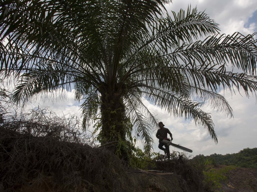 Palm plantation boom fuels discontent on Palawan