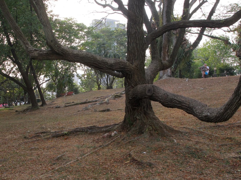 Singapore in grip of record dry spell