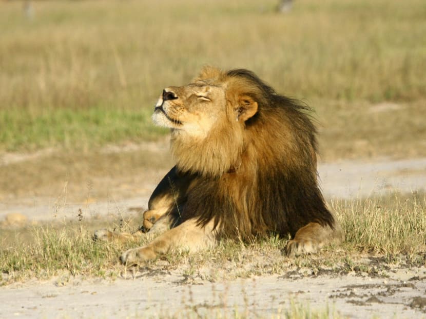 Cecil the lion is seen at Hwange National Parks in this undated handout picture received July 31, 2015. Photo: Reuters