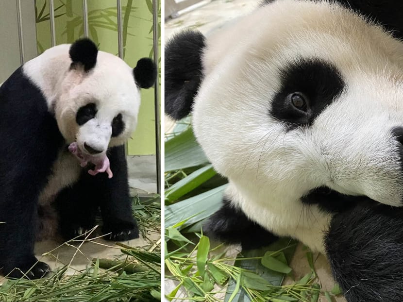 The panda cub was born on Aug 14 to much fanfare, and has only been seen by a small team of vets and caretakers until now.