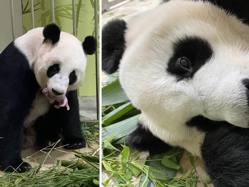 The panda cub was born on Aug 14 to much fanfare, and has only been seen by a small team of vets and caretakers until now. The panda cub was born on Aug 14 to much fanfare, and has only been seen by a small team of vets and caretakers until now.
