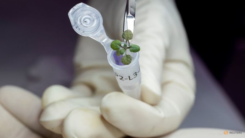 In one giant leap for Earth plants, seeds are grown in moon soil In one giant leap for Earth plants, seeds are grown in moon soil