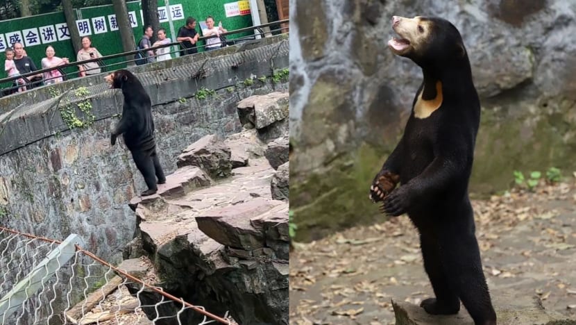 Commentary: Here's why people mistook sun bear in China zoo for human in costume