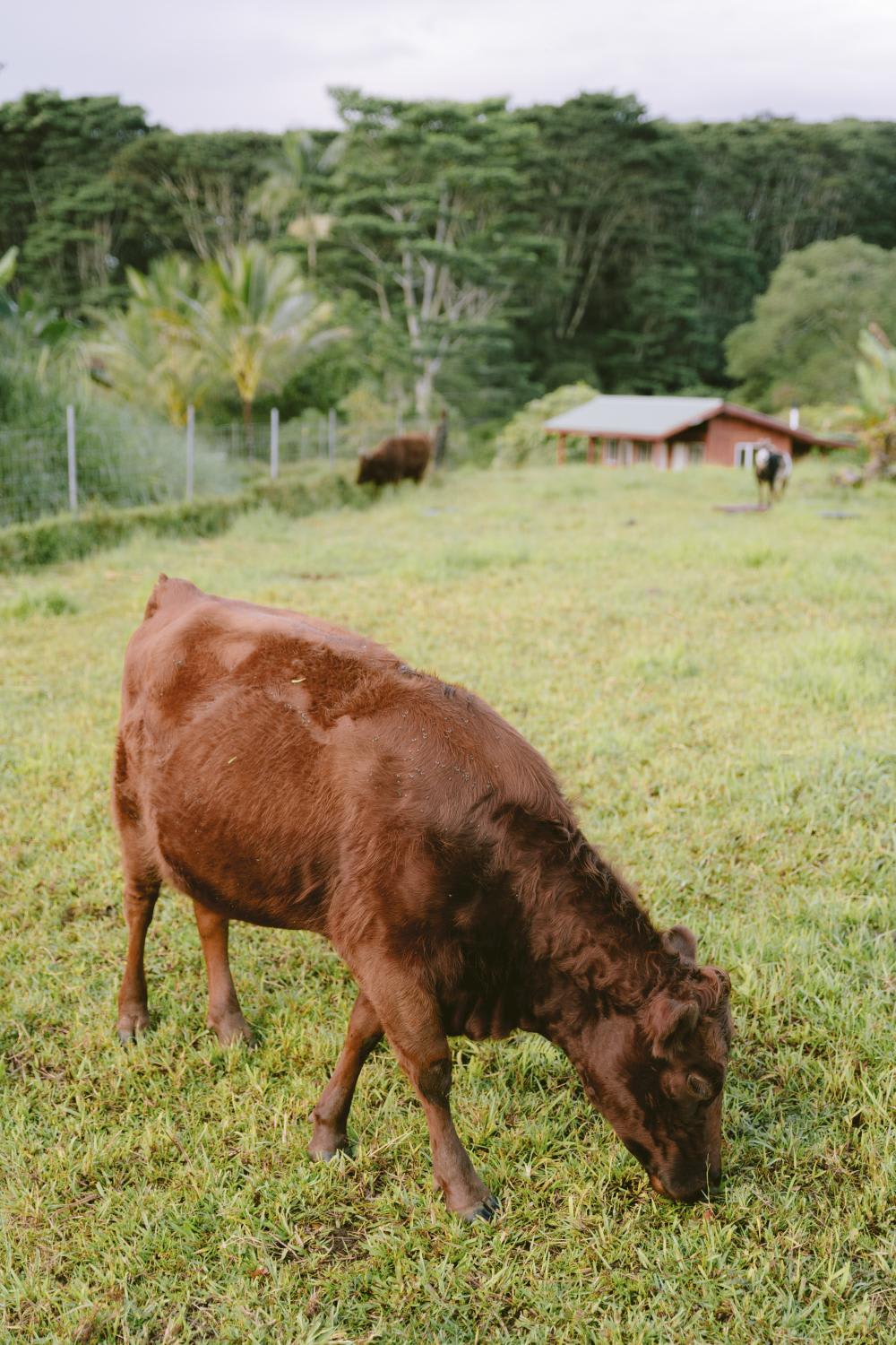 The beauty of Hawaii, focusing on respect 6 hawaii travel 9 7