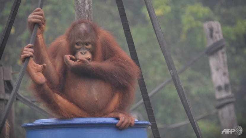 Indonesia's toxic haze affecting Borneo's orangutans: Rescuers Indonesia's toxic haze affecting Borneo's orangutans: Rescuers