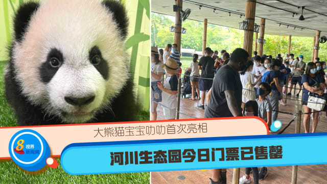 大熊猫宝宝叻叻首次亮相 河川生态园今日门票已售罄