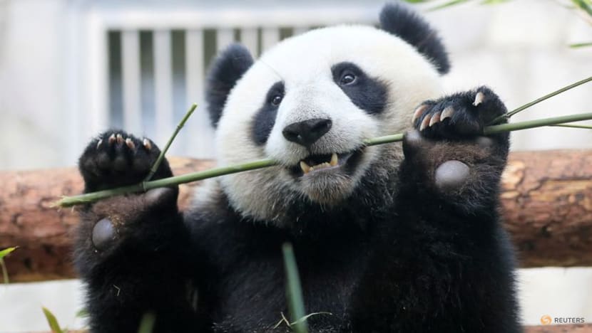 For pandas, it's been two 'thumbs' up for millions of years For pandas, it's been two 'thumbs' up for millions of years