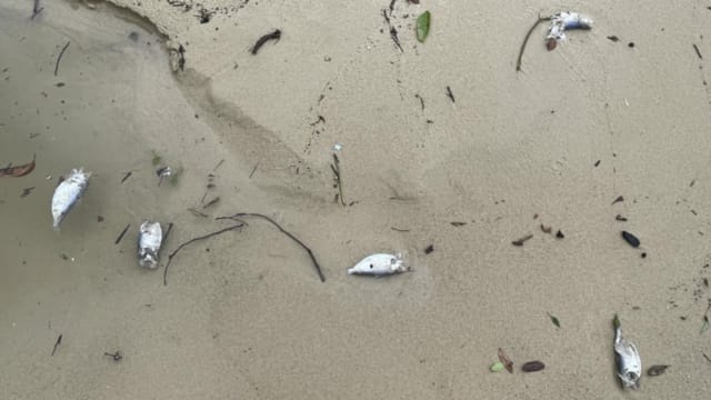 三巴旺海滩有不少死鱼被冲上岸 当局已展开调查