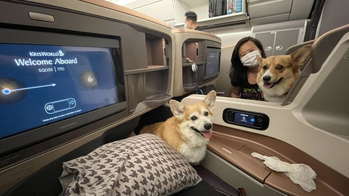 Corgi di kelas bisnis: 2 anjing ini bepergian dengan penuh gaya di Singapore Airlines