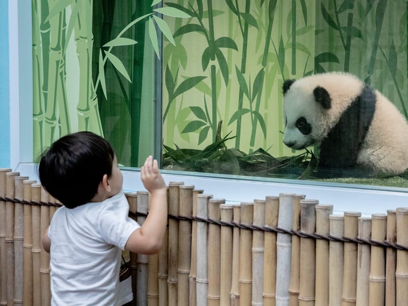 A young boy looks at Le Le, the first giant panda cub born in Singapore, at River Wonders' giant panda forest on Dec 30, 2021.