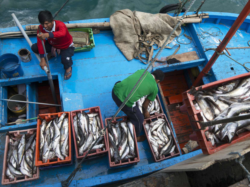 Workers unload the catch of the day at the pier in Nuro, Piura, northern Peru, on July 12, 2016. Photo: AFP