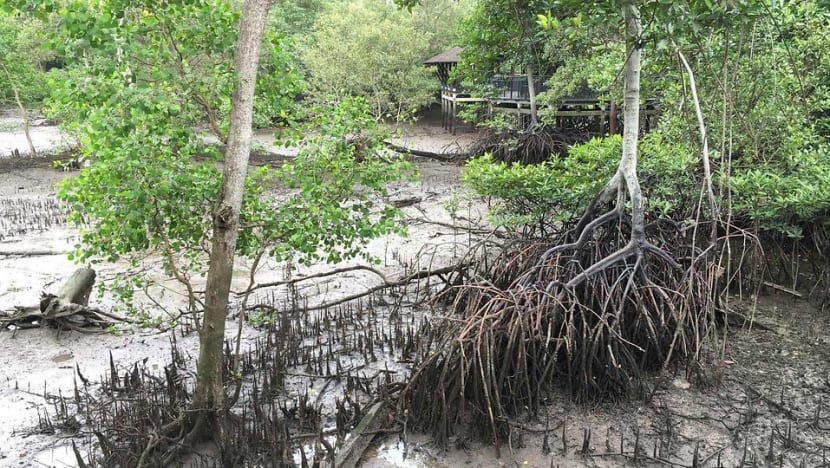 How Singapore's mangroves can contribute in the battle against climate change How Singapore's mangroves can contribute in the battle against climate change