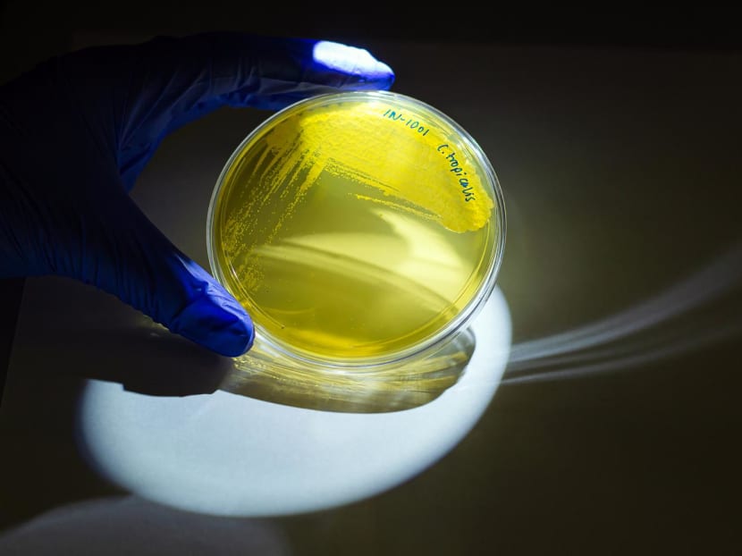 A culture of Candida tropicalis, a type of yeast, isolated from adenocarcinoma-associated mucosa in the lab of Dr Iliyan Iliev, an immunologist at Weill Cornell Medicine in New York. A culture of Candida tropicalis, a type of yeast, isolated from adenocarcinoma-associated mucosa in the lab of Dr Iliyan Iliev, an immunologist at Weill Cornell Medicine in New York.