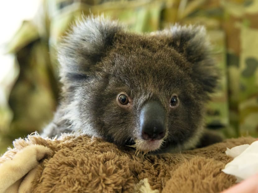 A group calling itself the Koala Relocation Society said koalas were "functionally extinct in Australia" but could thrive in New Zealand.