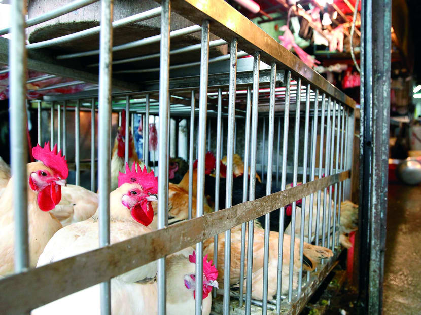 Chickens sit inside cages in a traditional market in Taipei. April 25, 2013.  Photo: Reuters