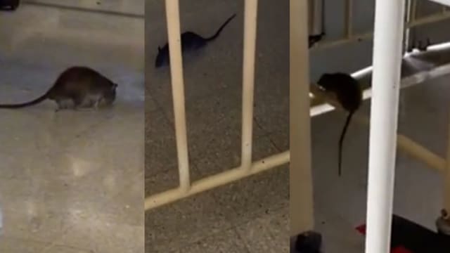 马国医院惊现老鼠 妇女投诉后遭护士怒怼：“难道要我们抓老鼠吗？”