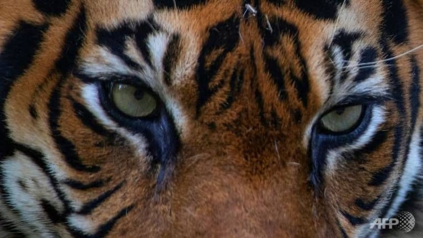 Peladang maut dibaham harimau Sumatera