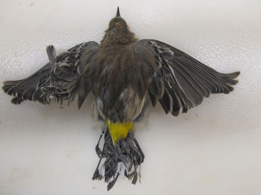 This October 2013 photo shows a burned Yellow-rumped Warbler that was found at the Ivanpah solar plant in the California Mojave Desert. Photo: AP/US Fish and Wildlife Service