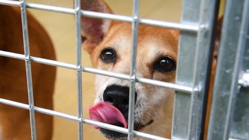 Pet adoption to get more support amid COVID-19 pandemic: MND Pet adoption to get more support amid COVID-19 pandemic: MND