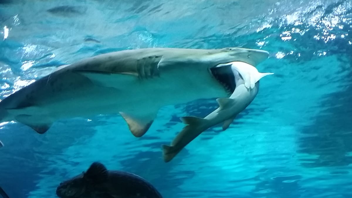 Shark swallows shark in Seoul aquarium - TODAY