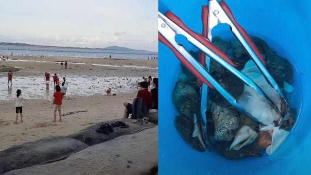 公众在樟宜海滩挖生物 志愿者呼吁保护野生动物