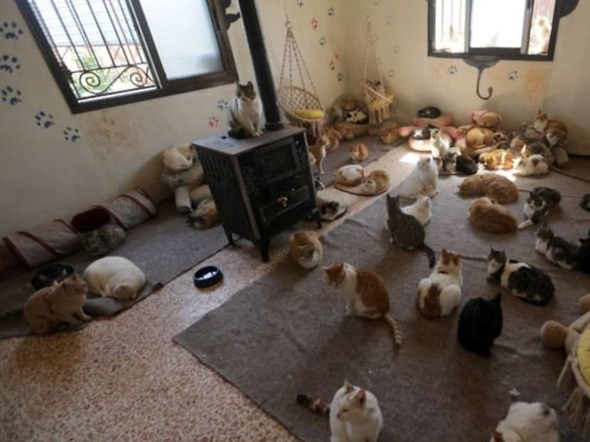 The feeding of the one thousand: Idlib sanctuary offers cats a refuge from war The feeding of the one thousand: Idlib sanctuary offers cats a refuge from war