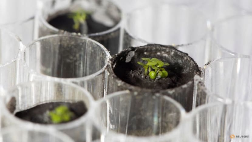 In one giant leap for Earth plants, seeds are grown in moon soil In one giant leap for Earth plants, seeds are grown in moon soil