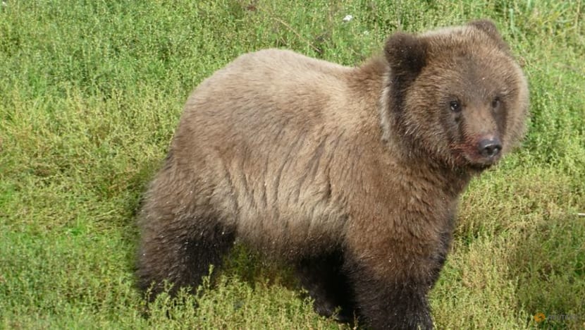 Ahead of winter hibernation, Alaska celebrates Fat Bear Week Ahead of winter hibernation, Alaska celebrates Fat Bear Week
