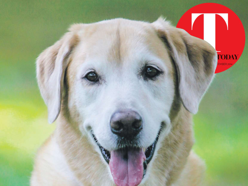 Flapper: Not just a celebrity dog