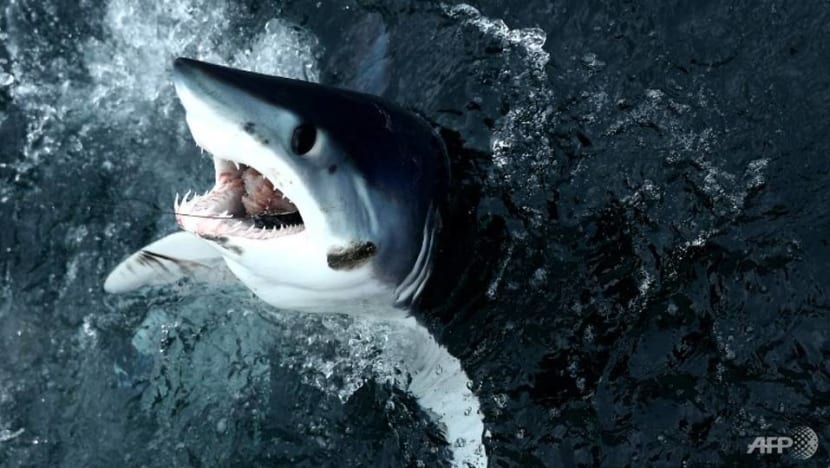 Many sharks closer to extinction than feared: Red List Many sharks closer to extinction than feared: Red List