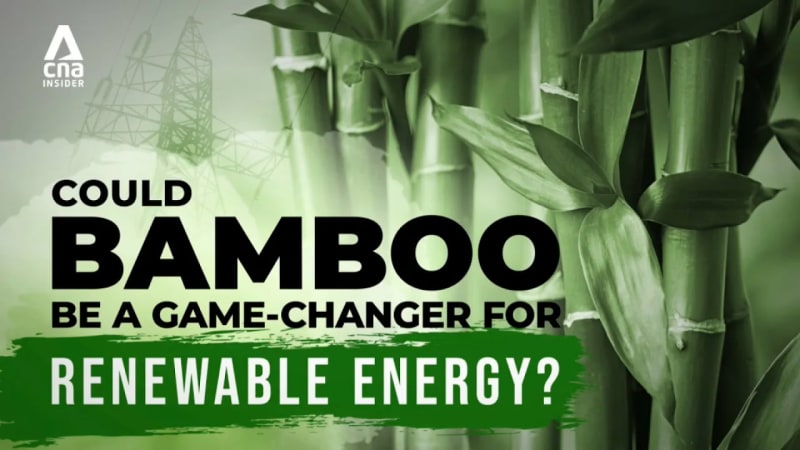 bamboo